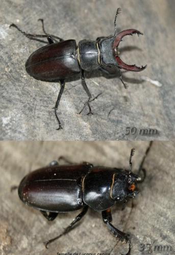 Réf. 330 546 : Lucanus cervus